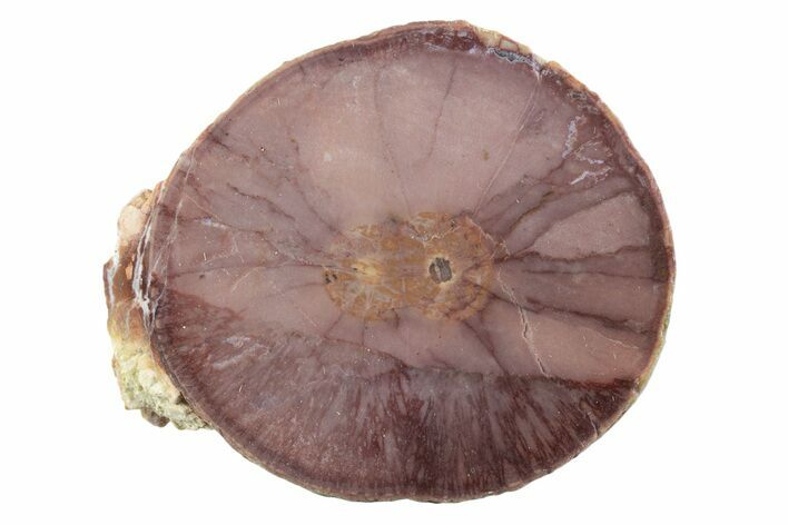 Polished Cold Mountain Thunderegg (Half) - Mexico #373353